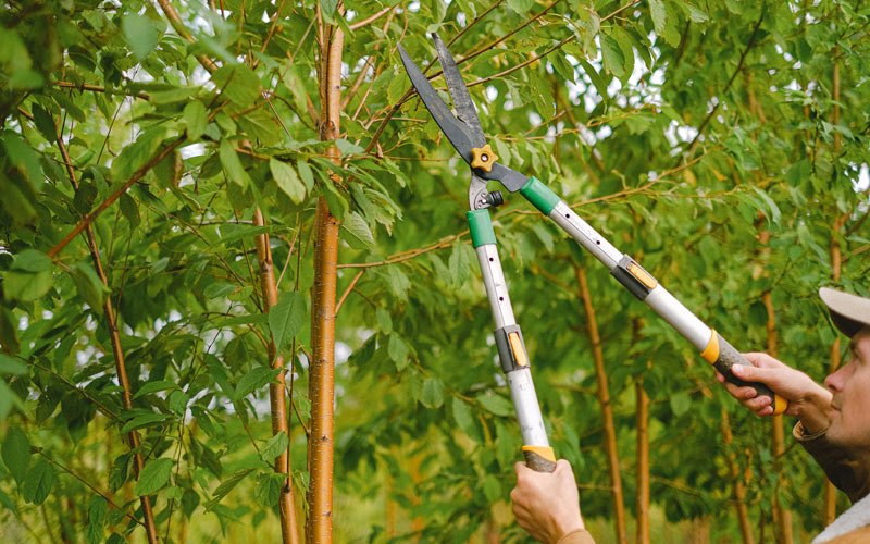 Tree trimming in Sumpter, OR